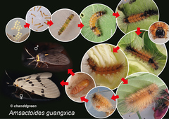 Amsactoides guangxica