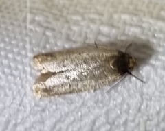 Hofmannophila pseudospretella
