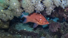 Sargocentron caudimaculatum