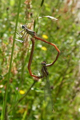 Platycnemis acutipennis