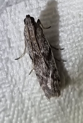 Ephestia elutella