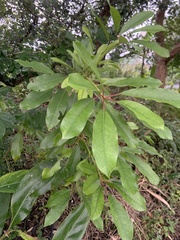 Daphniphyllum oldhami