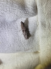 Ephestia elutella