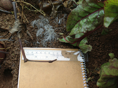 Sclerotinia