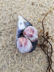 Crepipatella dilatata