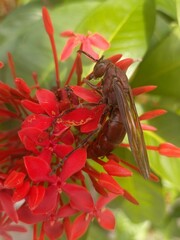 Polistes gigas