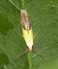 Opogona protodoxa