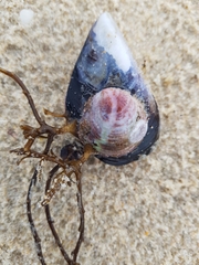 Crepipatella dilatata