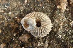 Basedowena polypleura