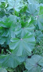 Malva sylvestris