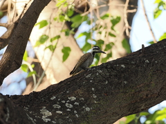 Chloropicus namaquus