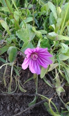 Malva sylvestris