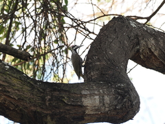 Chloropicus namaquus