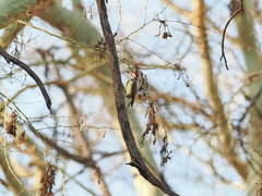 Campethera bennettii