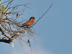 Eurystomus glaucurus