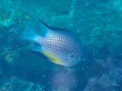 Amblyglyphidodon leucogaster