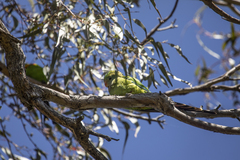 Polytelis swainsonii