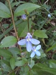 Lobelia trigonocaulis