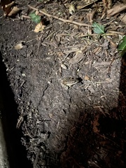 Lithobates palustris