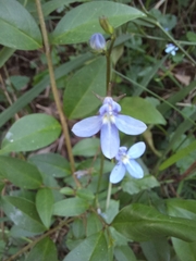 Lobelia trigonocaulis