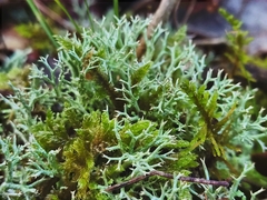 Cladonia rangiformis