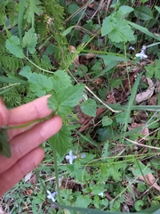 Lobelia trigonocaulis