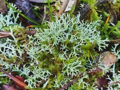 Cladonia rangiformis