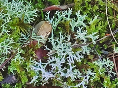 Cladonia rangiformis