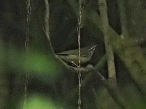 Large-billed Leaf Warbler (Phylloscopus magnirostris), photo 8