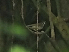 Phylloscopus magnirostris