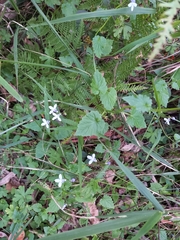 Lobelia trigonocaulis