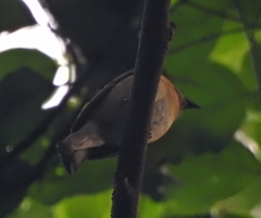 Cyornis rubeculoides