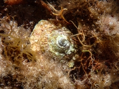 Bellastraea squamifera