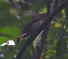 Cyornis rubeculoides