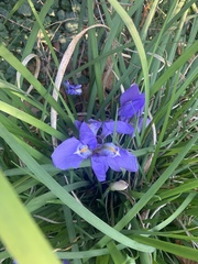 Iris unguicularis