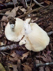 Lactarius yazooensis