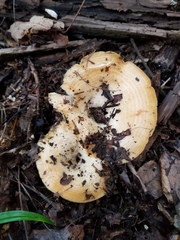 Lactarius yazooensis
