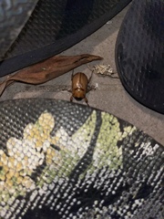 Cyclocephala signaticollis