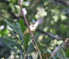 Phylloscopus trochiloides