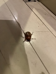 Cyclocephala signaticollis