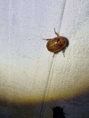 Cyclocephala signaticollis