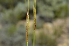 Schoenus pseudoloreus