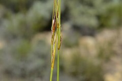 Schoenus pseudoloreus