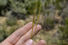 Schoenus pseudoloreus