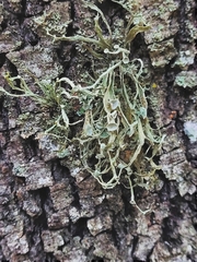 Ramalina fraxinea