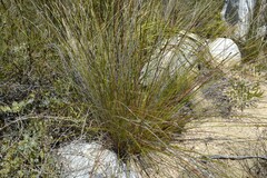 Schoenus pseudoloreus