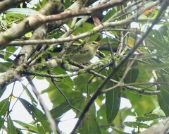 Phylloscopus nitidus