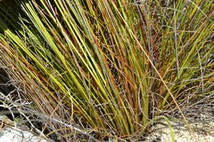 Schoenus pseudoloreus