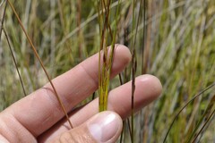 Schoenus pseudoloreus