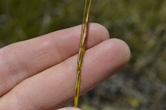 Schoenus pseudoloreus